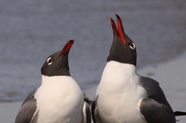 Laughing Gulls